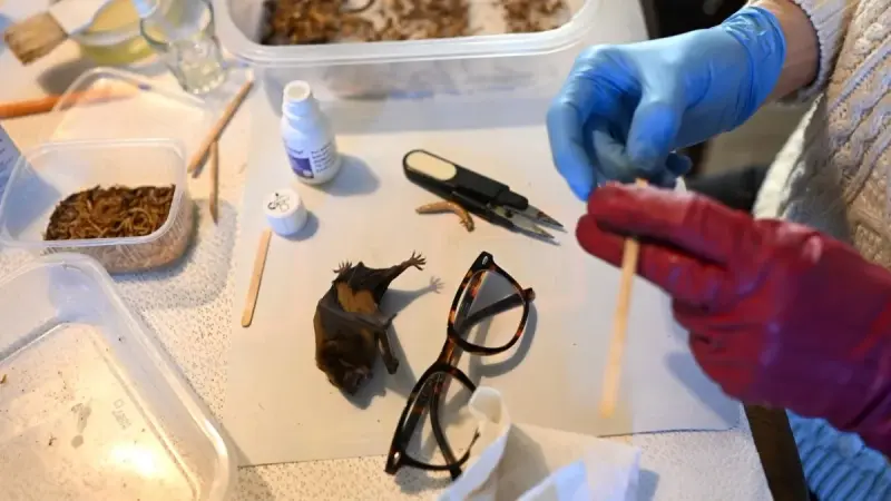 "الأم الوطواط".. امرأة تعتني بمئات الخفافيش داخل شقتها