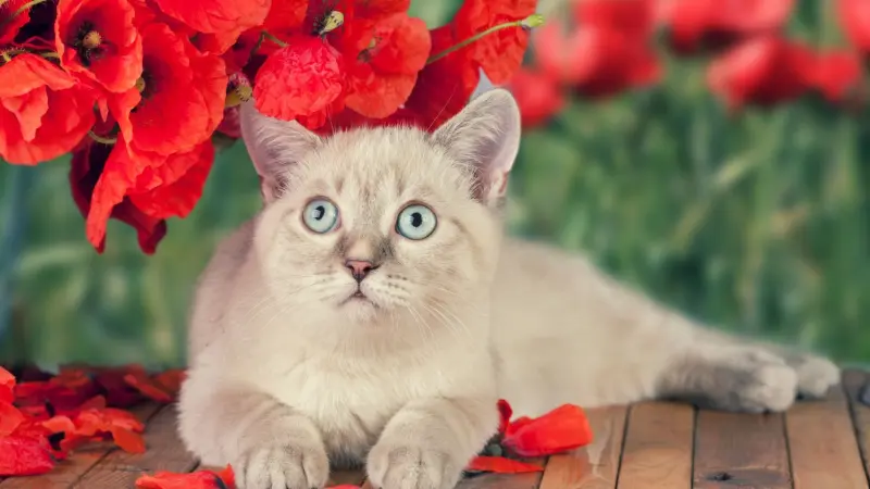 تربية القطط تسبب فصام الشخصية؟ دراسة توضح