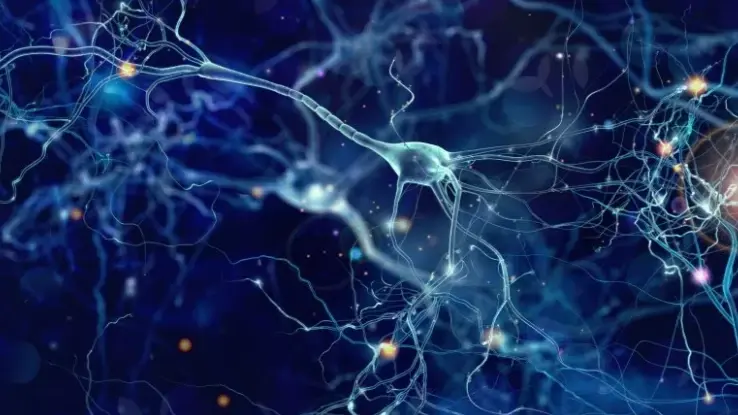 اكتشاف خلايا دماغية جديدة يُحدث ثورة في علم الأعصاب
