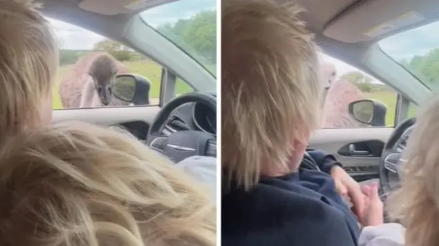 فيديو - رئيس وزراء بريطانيا السابق يتعرّض لـ"عضة" مؤلمة من نعامة