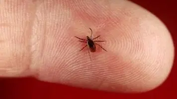 ما هي فصيلة الدم الأكثر عرضة للدغات القراد؟