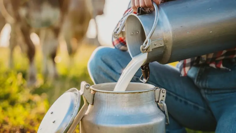 مرض السل البقري في المغرب يثير الجدل.. وبيان يوضح