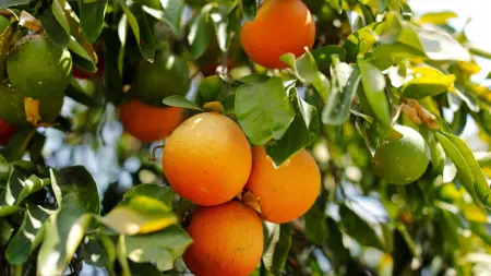 related_news_inside_blogsدراسة: تناول العصير الطبيعي يرتبط بتحسن الصحة النفسية