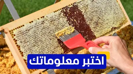 اختبر معلوماتك - في أي قرن استخدم العسل لأول مرة كعلاج طبي موثق؟