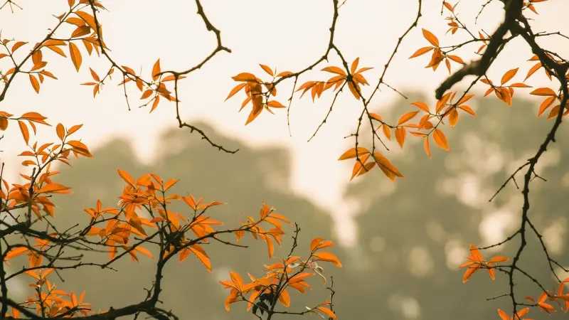 من التهاب المعدة إلى الإمساك.. لماذا تتفاقم مشاكل الجهاز الهضمي في الخريف؟