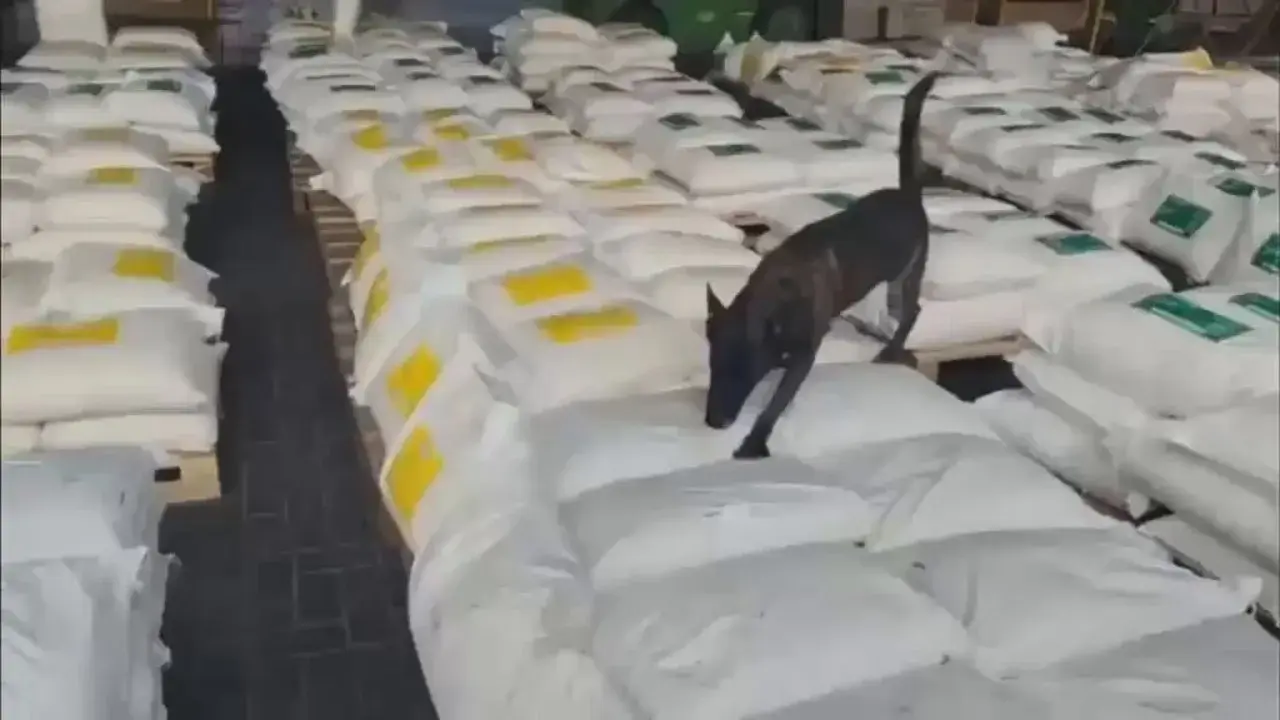 السلطات الكولومبية صادرت كمية هائلة من الكوكايين تبلغ 7.6 طن في ميناء قرطاجنة (إكس) السلطات الكولومبية صادرت كمية هائلة من الكوكايين تبلغ 7.6 طن في ميناء قرطاجنة (إكس)