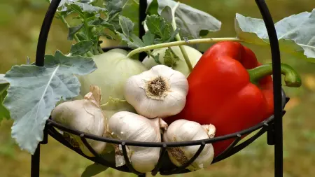 related_news_inside_blogsدراسة غير متوقعة.. سر في مطبخك يؤخر الشيخوخة