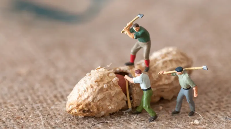 ما حقيقة انخفاض حساسية الفول السوداني؟