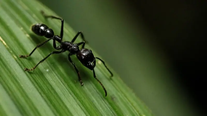 "النملة الانتحارية".. تفجّر نفسها في وجه الأعداء