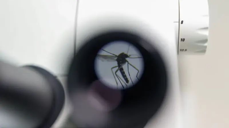 معدل قياسي من الإصابات بالأمراض المنقولة عبر البعوض في أوروبا