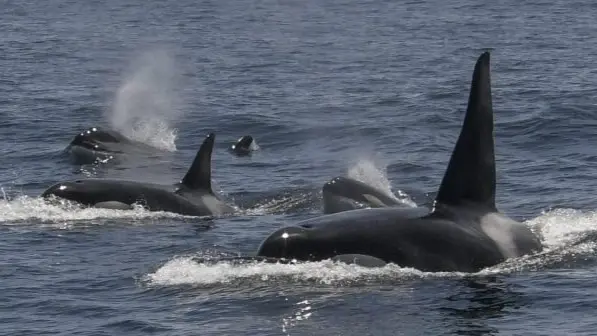 فيديو - في سلوك نادر.. الحيتان القاتلة تستخدم عشب البحر لتنظيف أجسادها