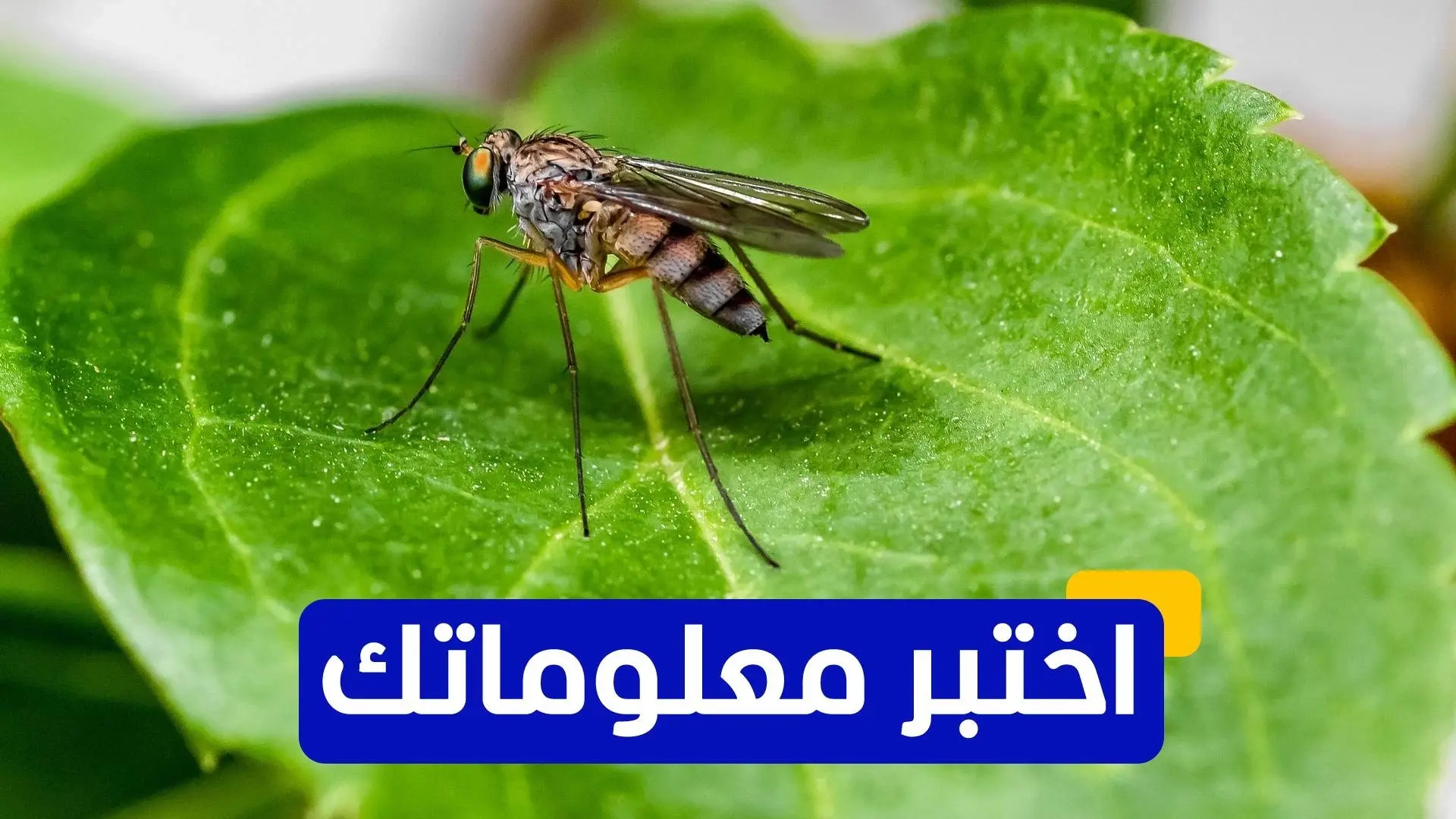 دراسة جديدة قد تغيّر المفهوم السائد عن كيفية الإصابة بالملاريا دراسة جديدة قد تغيّر المفهوم السائد عن كيفية الإصابة بالملاريا
