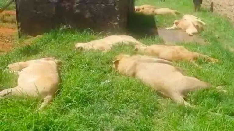 فيديو - هروب 4 أسود في إدلب يثير الذعر بين السكان