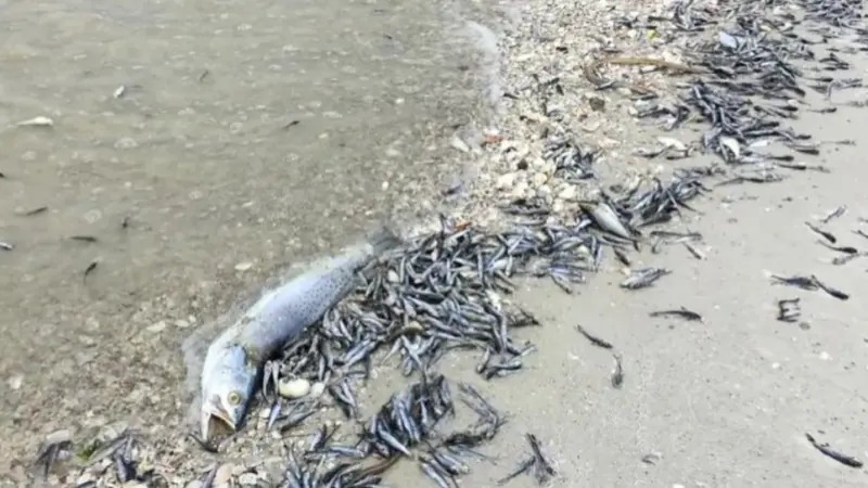 حدث غامض في بحيرة النوبة في السودان.. ما سبب نفوق الأسماك؟