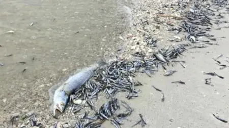 related_news_inside_blogsحدث غامض في بحيرة النوبة في السودان.. ما سبب نفوق الأسماك؟