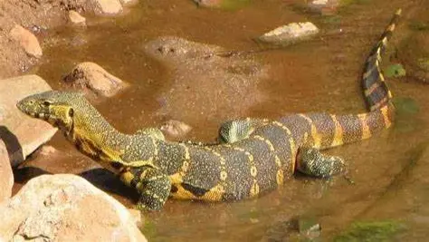 أثار ذعر المصريين.. ما هو "الورل النيلي" الذي ظهر في ترعة الإسماعيلية