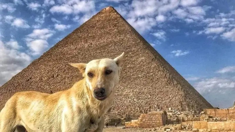 غداء فاخر مع كلب الأهرامات.. وسيلفي بـ25 ألف جنيه