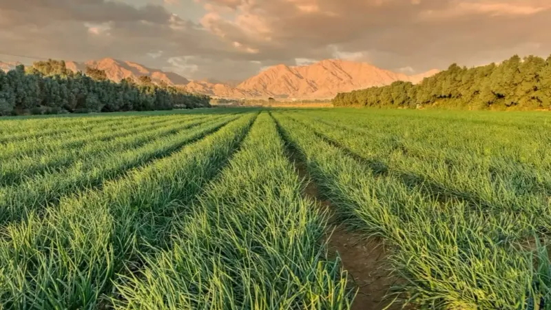 ابتداء من نوفمبر.. إليك سبب إيقاف زراعة الأعلاف المعمرة في السعودية