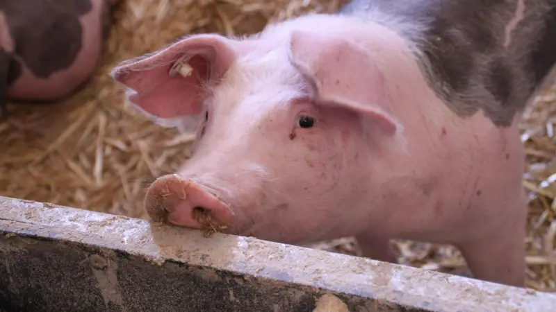 171 يوما بكبد خنزير.. اختراق غير مسبوق في زراعة الأعضاء