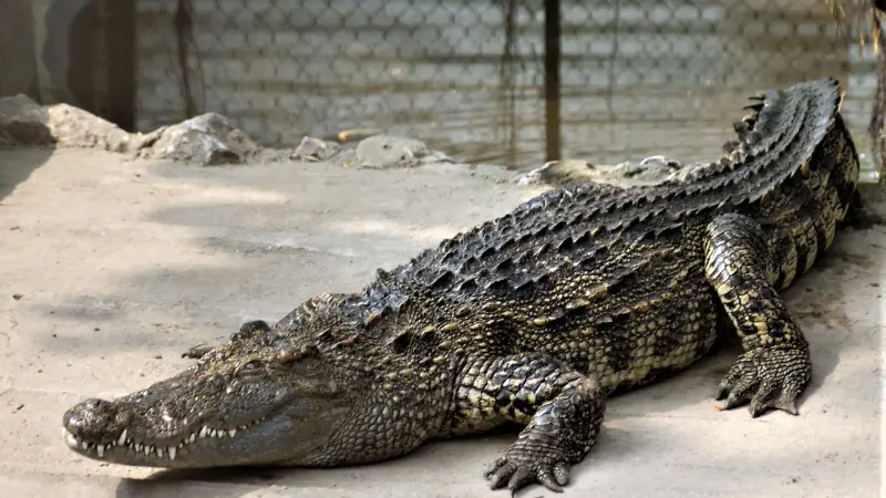 هدف نبيل.. سبب إعدام تماسيح سيامية بالكهرباء في تايلاند