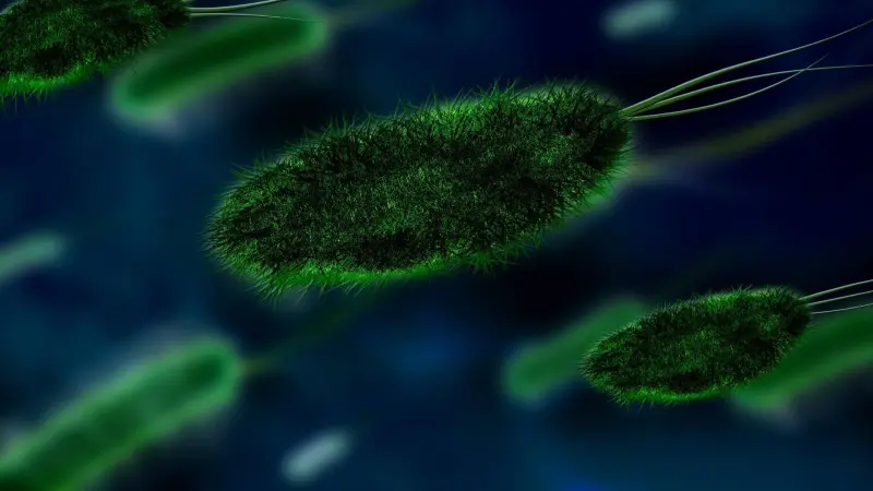 بكتيريا فموية شائعة تغذي نمو سرطان المعدة