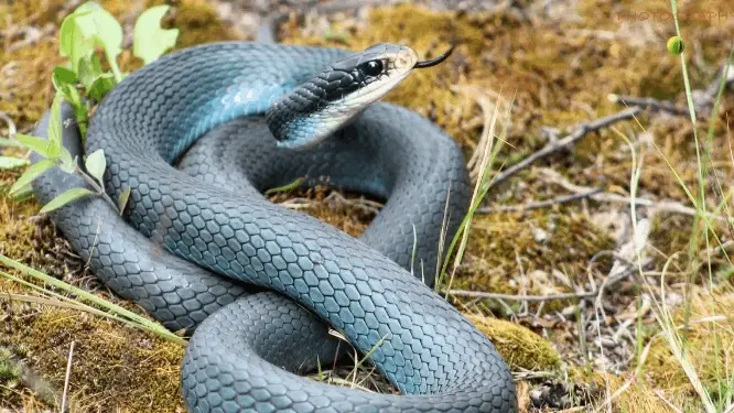 سم الأفعى للعلاج.. بماذا يفيد ضغط الدم؟