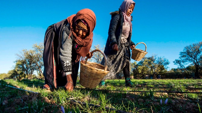 بريطانيا والمغرب يفتحان ملف التعريفات الجمركية على المنتجات الزراعية 
