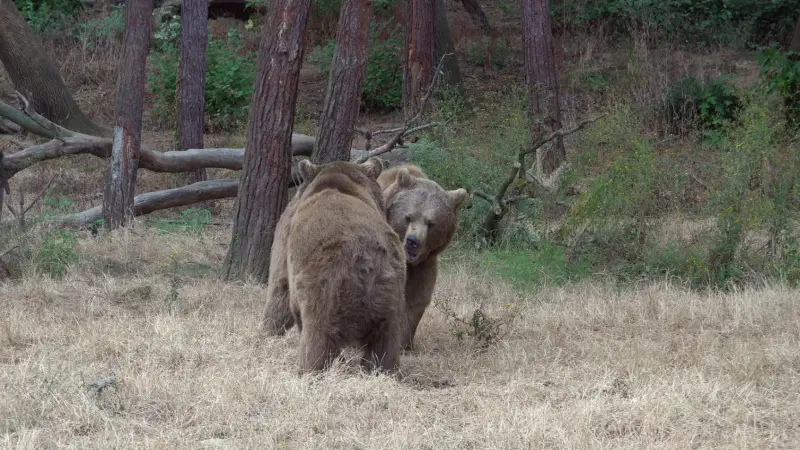 الدببة تهدد قرية سياحية يابانية
