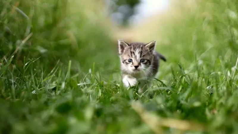 علماء يرصدون فطرا خطيرا ينتشر عبر القطط