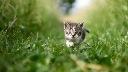 related_news_inside_blogsعلماء يرصدون فطرا خطيرا ينتشر عبر القطط