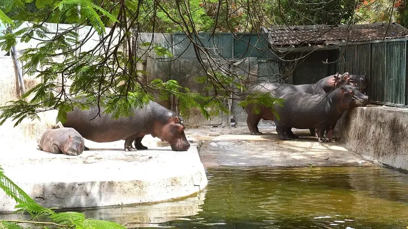 مع اقتراب عيد الفطر.. تعرف على موعد افتتاح حديقة الحيوان بمصر