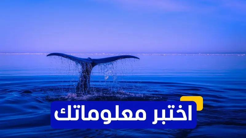 اختبر معلوماتك - متى اكتشف العلماء أن الحيتان "تغني" للتواصل؟