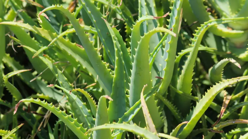 دراسة مغربية: الألوفيرا تفتح بابا جديدا لعلاج الزهايمر