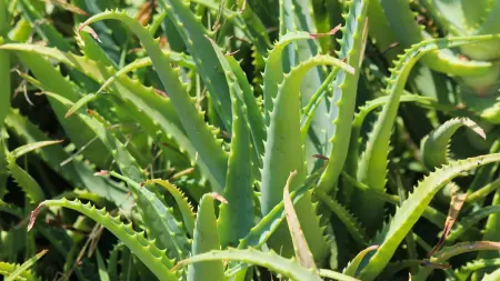 related_news_inside_blogsدراسة مغربية: الألوفيرا تفتح بابا جديدا لعلاج الزهايمر