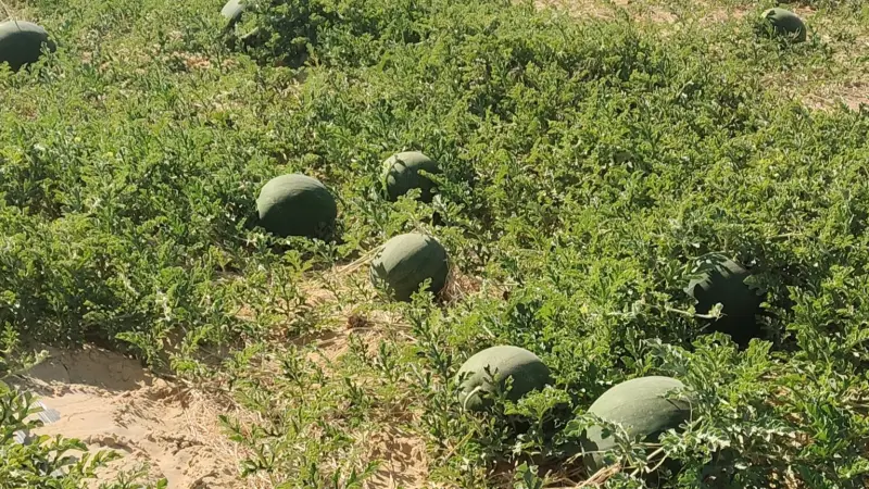 جدل في مصر حول حقيقة وجود بطيخ مسرطن بالأسواق.. وخبير يوضح الحقيقة