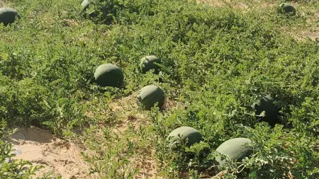 related_news_inside_blogsجدل في مصر حول حقيقة وجود بطيخ مسرطن بالأسواق.. وخبير يوضح الحقيقة