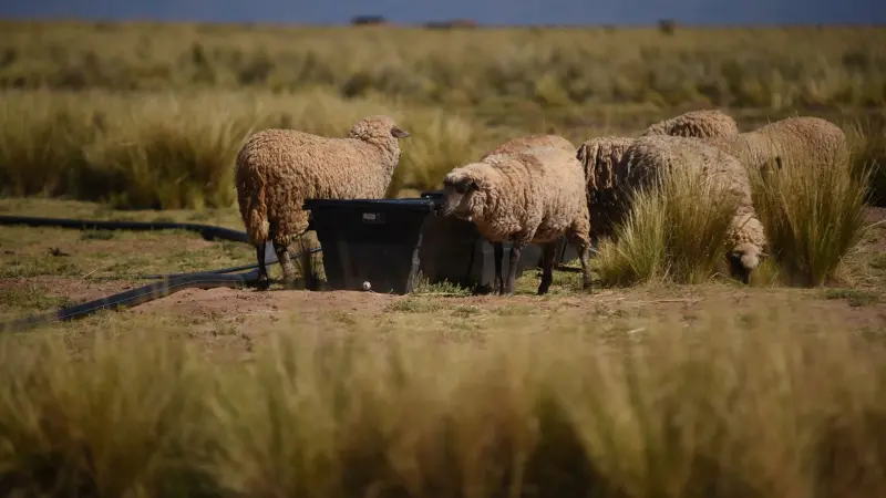 الإعصار دانيال يُلقي بظلاله على أسعار الأضاحي في ليبيا