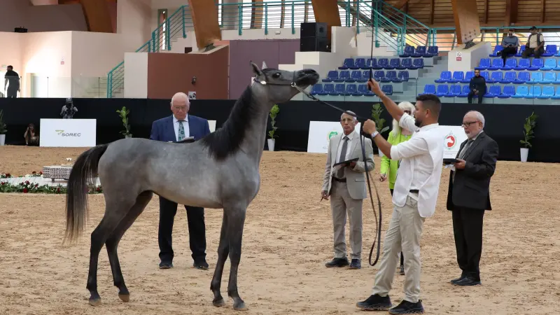ملخص أحداث اليوم الأول من كأس الإمارات لجمال الخيل المغرب 2025