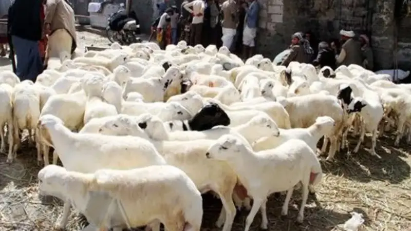 فيديو - اليمن.. ارتفاع أسعار الأضاحي وسط انتشار الأمراض والجفاف
