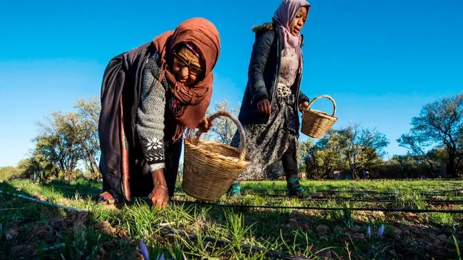 المغرب.. توقعات بنمو 5% مع قفزة للفلاحة