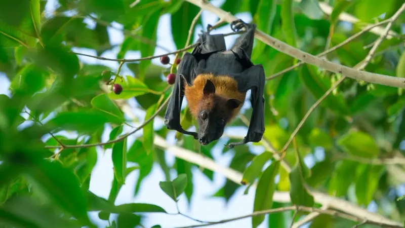 أول دولة تسجل حالة وفاة بفيروس نيباه خلال 2024