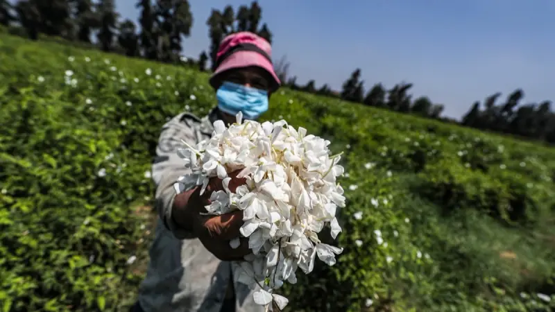 مصر.. زهور الياسمين في مواجهة تغيّر المناخ