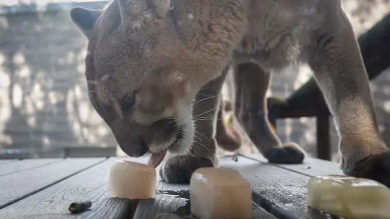 ثلج وطعام مجمد.. معاملة خاصة للحيوانات بسبب الحر في أميركا