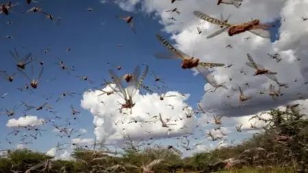 related_news_inside_blogsالجراد يظهر في المغرب.. أي تأثير على المحاصيل؟