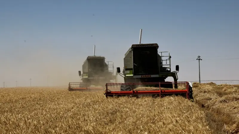 العراق.. "موسم ذهبي" في إنتاج القمح بسبب الآبار