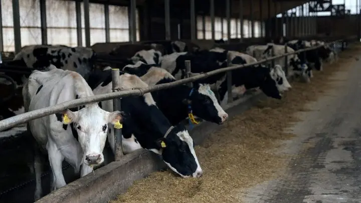 تسجيل ارتفاع في أعداد الماشية بالمغرب.. وقرار جديد حول الواردات