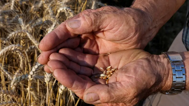 هيئات دولية تحذر من تزايد انعدام الأمن الغذائي