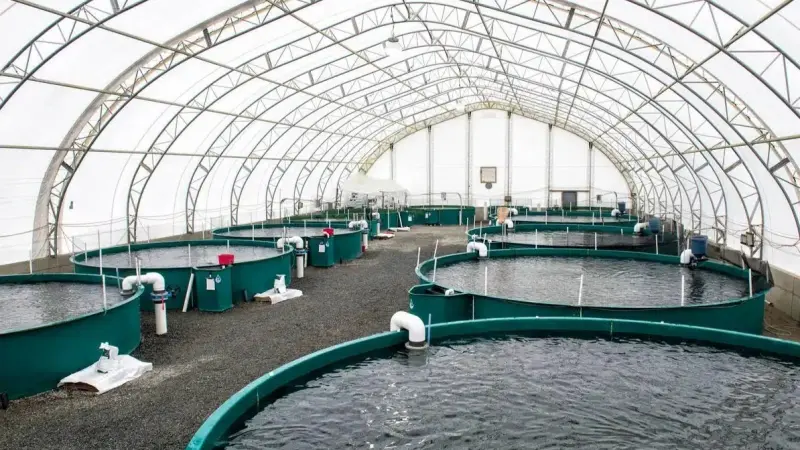 الجزائر.. تزايد عدد المزارع السمكية وتوقعات بإنتاج تسعة آلاف طن