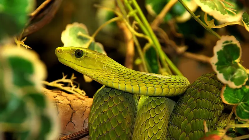 لهو مع الثعابين.. وفاة سائح ألماني في مصر والتفاصيل صادمة