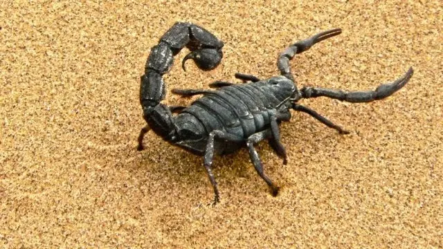 صيد العقارب.. تقليد موسمي ومهنة محفوفة بالمخاطر في تونس